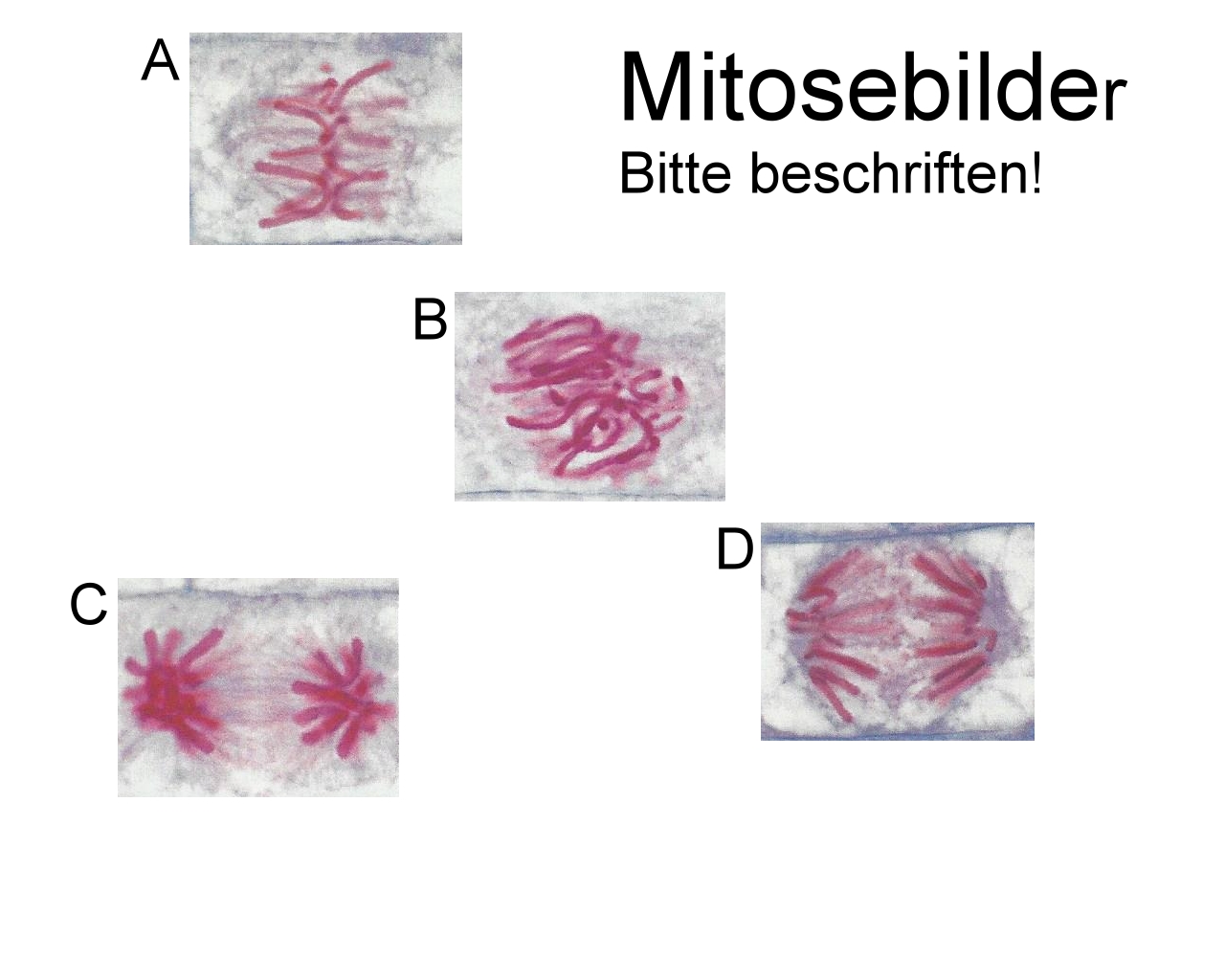 Phasen- Zellzyklus-echt-4.jpg